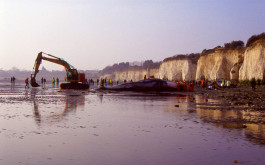 The white cliffs of Pegwell bay, topped with windswept trees, gleam behind the dead whale. The cherry picker is off to the left of the whale, turned to the side, its arm curved towards the shiny wet sand. Figures continue to stand around watching, some in hi-vis jackets. 