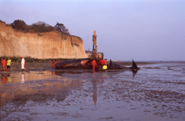 In the fourth photograph, most of the spectators have gone. The people standing around the dead whale are dressed in boiler suits in orange, red, neon yellow and white. The cherry picker bears down on the whale, which looks injured, its stomach open.